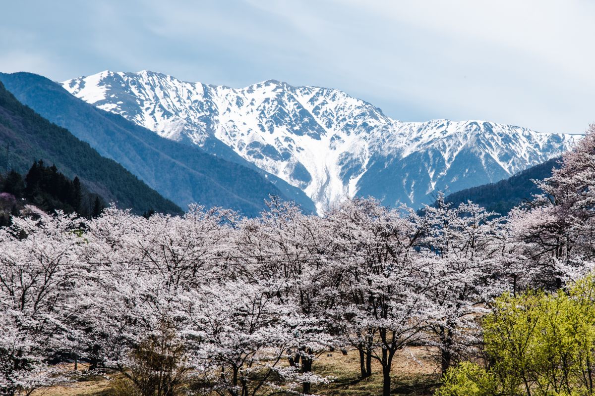 南信州の桜旅　大西公園大鹿村